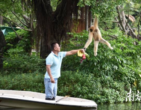 過節(jié)了！深圳野生動物園長臂猿喜獲“水果大餐”