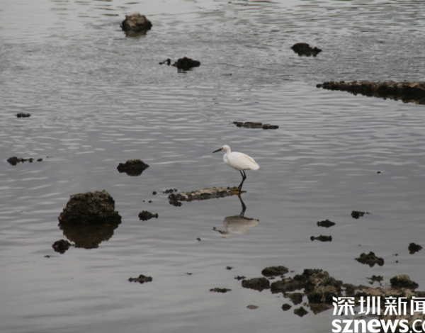 環(huán)境好不好 鳥兒說了算 候鳥在深圳灣“吃得好玩得歡” 一年回歸3種國家重點保護野生動物